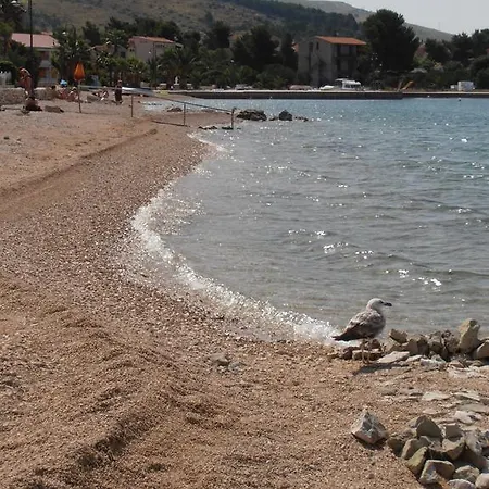 Pinus Zaboric